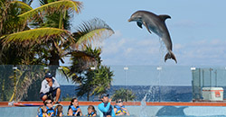 Delfinarium